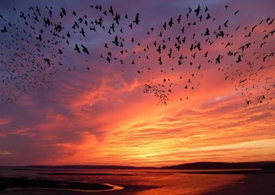 For the Birds