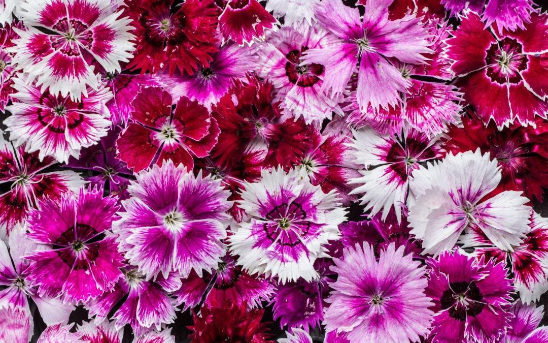 All Things Bright and Beautiful