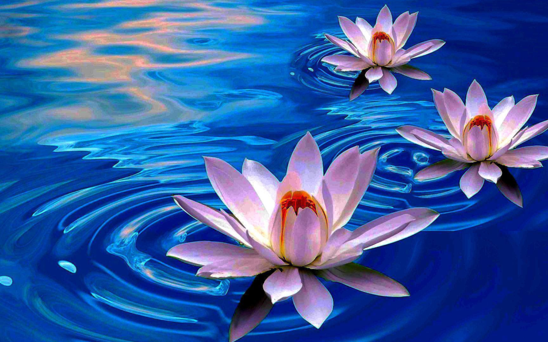 Lotus