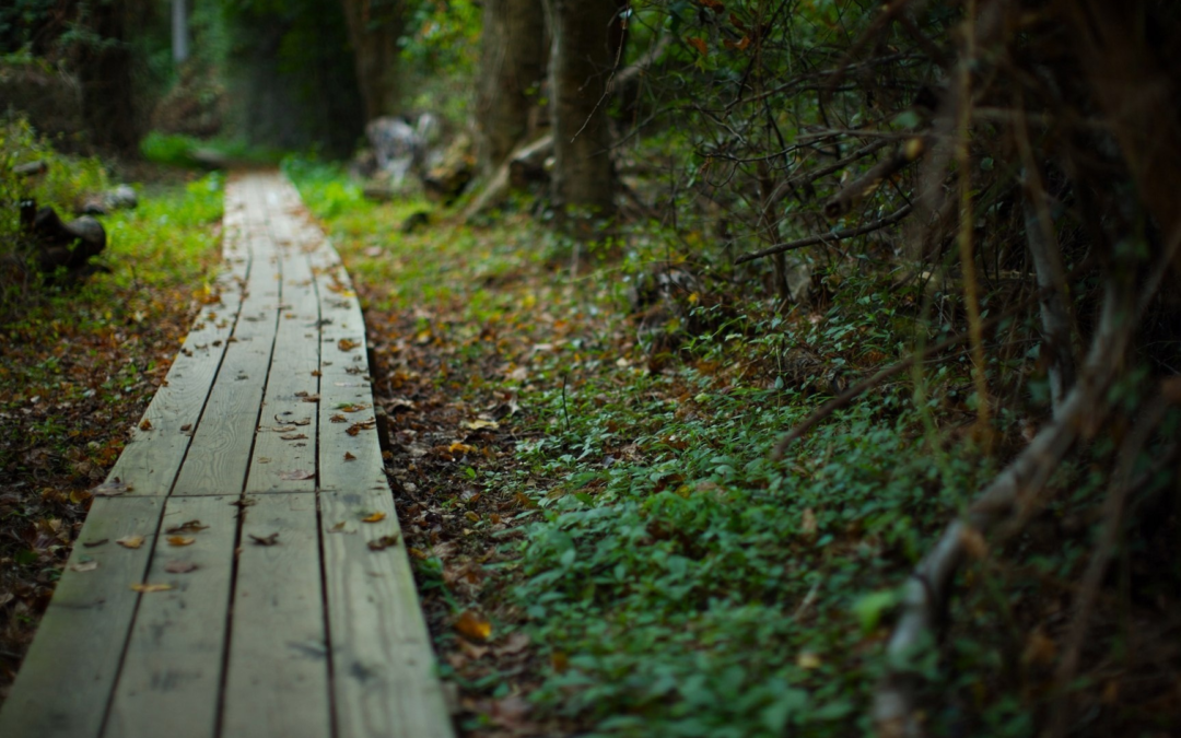 The Road Not Taken