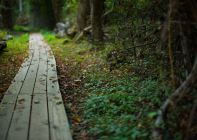 The Road Not Taken