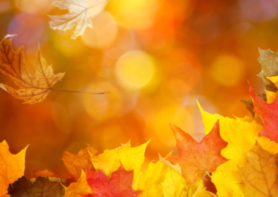 Shades of Autumn