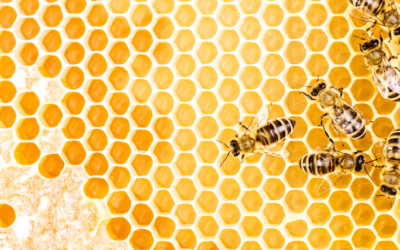 New for 2023! “Swarm”