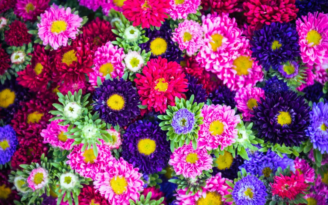 New Marching Band Show for 2025! “From Frost to Flowers”